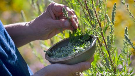 A person holds a bowl of mugwort
