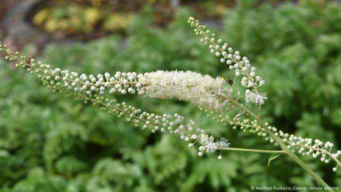 Black cohosh