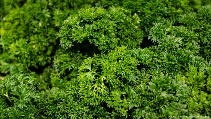 Parsley is commonly used to season dishes