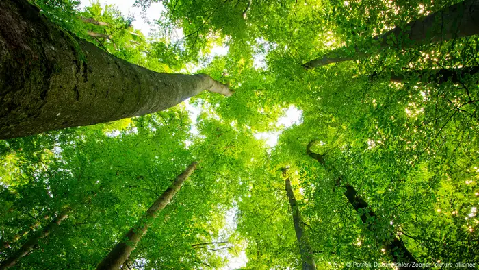 Picture of tall trees in a forest