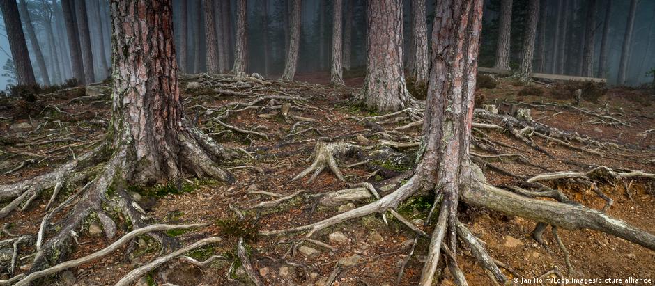 Floresta: para muitos, um cenário assustador