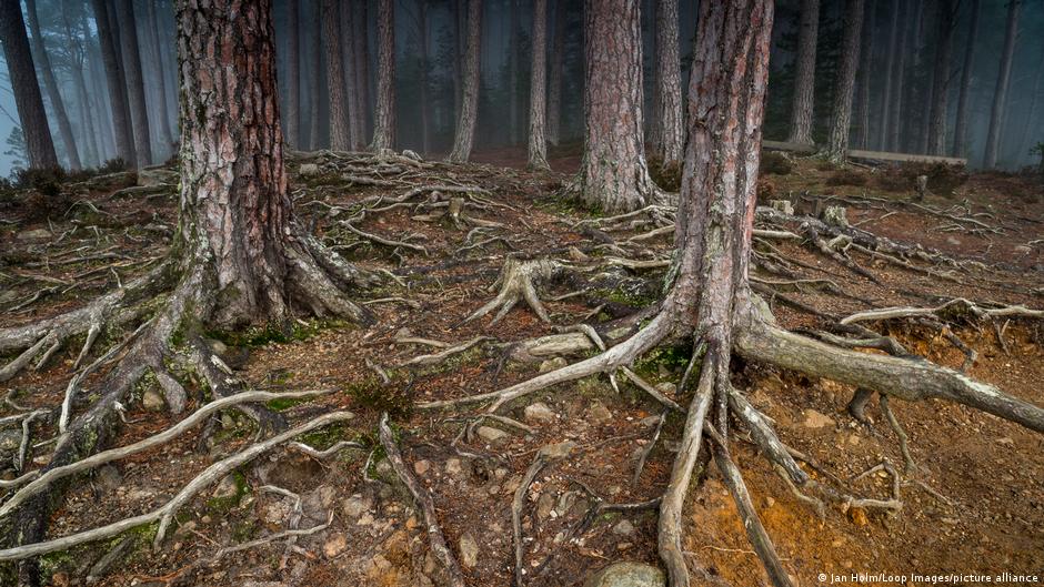 Nature reconsidered: why it's making us anxious