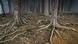 Exposed Pine tree roots in the mist in Abernethy Caledonian Forest, Scotland Exposed Pine tree roots in the mist in Abernethy Caledonian Forest, Scotland