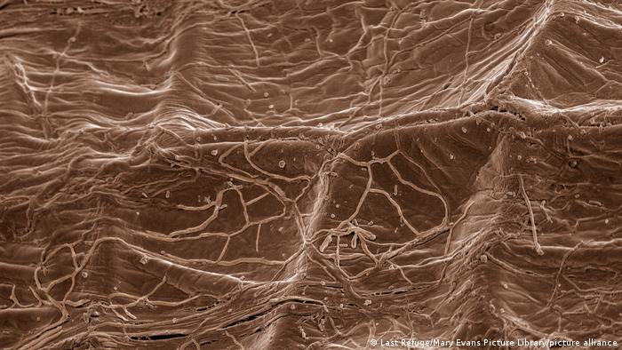 Micrographie électronique à balayage montrant un champignon mycorhizien dans les racines des plantes