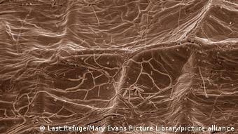 Scanning Electron Micrograph | Mycorrhiza