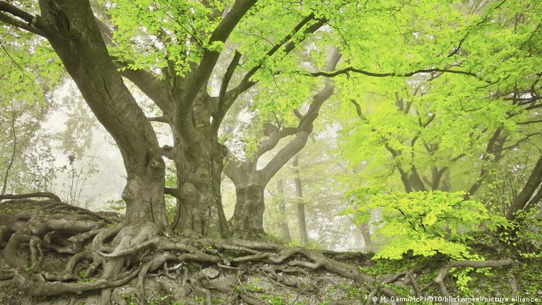 Amazing planet: Trees' underground internet – DW – 07/21/2022