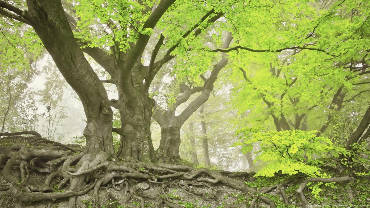 Amazing Trees' underground DW 07/21/2022