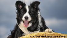 Ein Hund der Rasse Border Collie, fotografiert auf einer Strohrolle auf einem Feld.