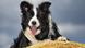 Un perro de raza Border Collie Un perro de raza Border Collie