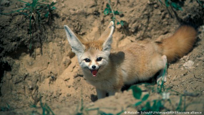 A fennec fox standing on a rocky hillside