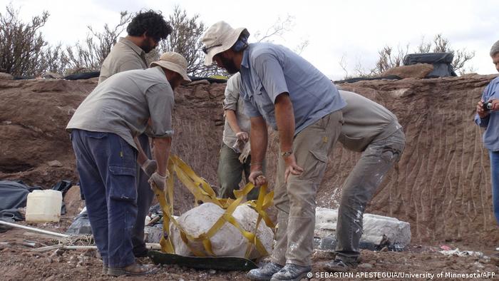 Paleontologists transport a dinosaur fossil in a plaster cast 