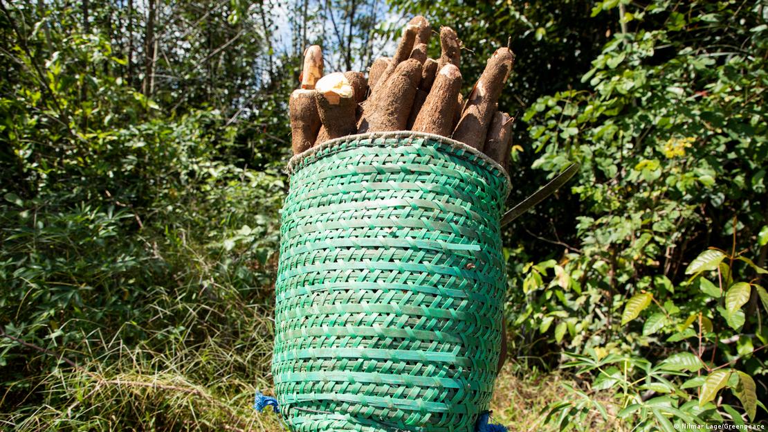 Mandiocultor carrega 80 kg de mandioca no paneiro.