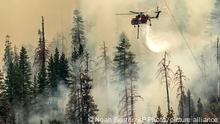 Waldbrand im Yosemite Nationalpark bedroht Mammutbäume