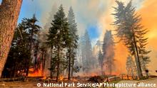 सबसे प्राचीन वृक्षों पर खतरा
कई दिन से जारी जंगल की आग लगातार फैल रही है. पहले चार दिन में ही इस आग ने 650 एकड़ के इलाके को भस्म कर दिया था. फिर यह योसेमिते नेशनल पार्क में भी पहुंच गई, जो एक बेहद लोकप्रिय पर्यटन स्थल है. वहीं वे सेकोया वृक्ष हैं जो दुनिया में सबसे प्राचीन वृक्षों में गिने जाते हैं.