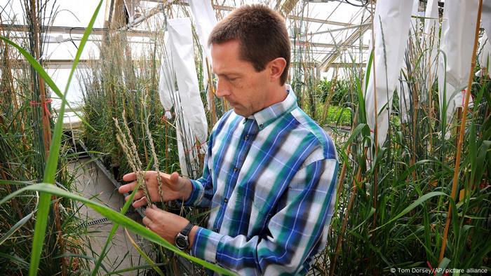 a man inspects the heads of Kernza, a grass species related to wheat