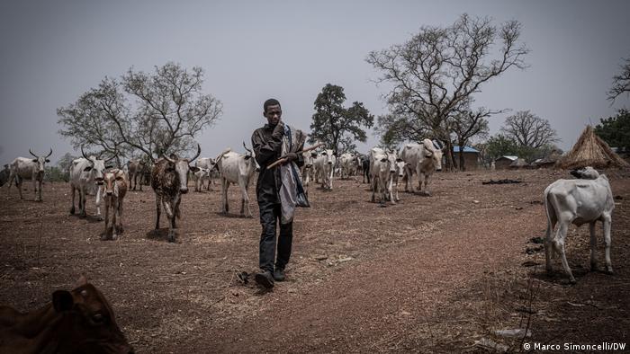A young Peul man leads his herd of zebu to graze