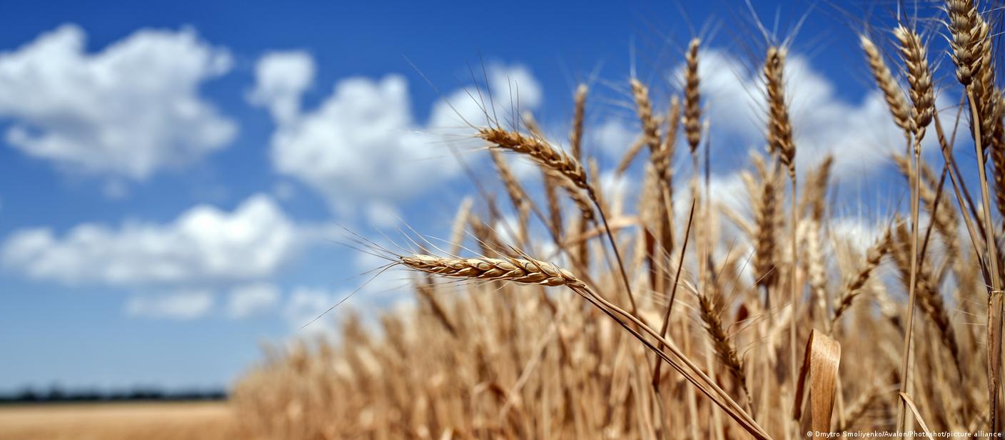 Кулеба: Переговоры по импорту зерна близки к завершению – DW – 13.07.2022