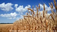 ZAPORIZHZHIA REGION, UKRAINE - JULY 05, 2022 - Wheat spikelets are seen in the field against the blue sky during the grain harvesting. Due to the ongoing hostilities, crops are gathered only on the territory of the Zaporizhzhia and part of Polohy districts which constitute one-sixth of the total area of the Zaporizhzhia Region, south-eastern Ukraine. This photo cannot be distributed in the russian federation., Credit:Dmytro Smoliyenko / Avalon