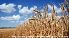 ZAPORIZHZHIA REGION, UKRAINE - JULY 05, 2022 - Wheat spikelets are seen in the field against the blue sky during the grain harvesting. Due to the ongoing hostilities, crops are gathered only on the territory of the Zaporizhzhia and part of Polohy districts which constitute one-sixth of the total area of the Zaporizhzhia Region, south-eastern Ukraine. This photo cannot be distributed in the russian federation., Credit:Dmytro Smoliyenko / Avalon