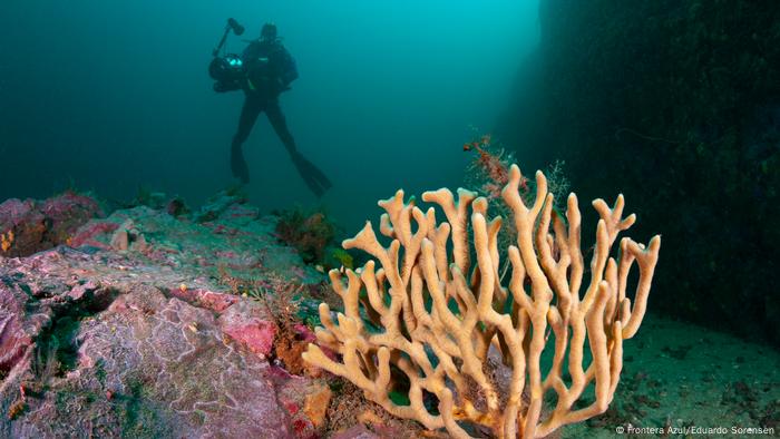 Chile | Tic-Toc Marine Park