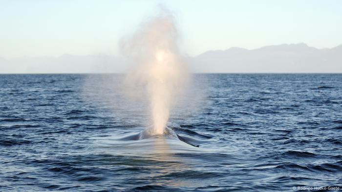 Chile | Tic-Toc Marine Park