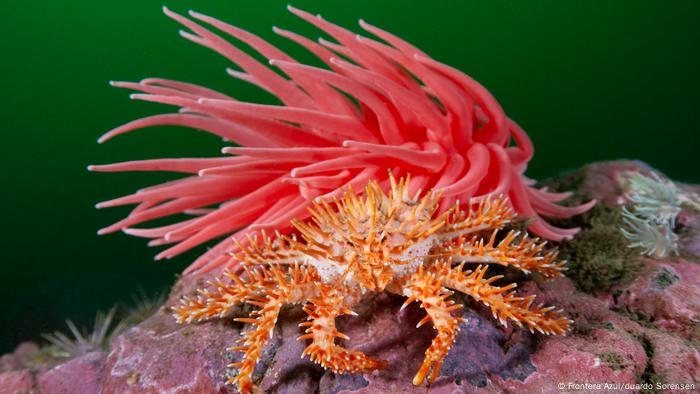 Chile | Tic-Toc Marine Park