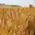 Grain pictured in a field in the Odesa region in southern Ukraine