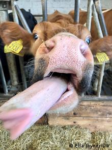  Tipi 87, a cow at a farm near Alkmaar, the Netherlands