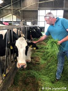 Ad Baltus feeds one of his roughly 130 dairy cows at his farm near Alkmaar, the Netherlands