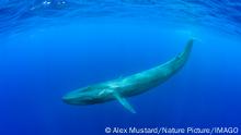 Blue whale Balaenoptera musculus diving beneath ocean surface. Indian Ocean, Sri Lanka. PUBLICATIONxINxGERxSUIxAUTxONLY 1601458 AlexxMustard