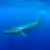 Baleia azul 