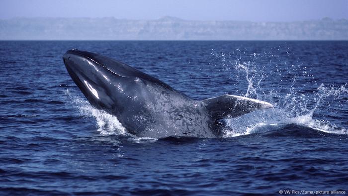 Una ballena azul en el nuevo Parque marino Tic Toc - Corcovado 