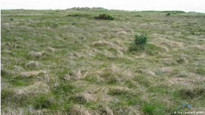 Habitat with high nitrogen deposits and much more grass in the Netherlands