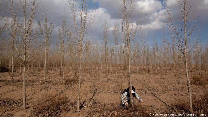A person prunes poplar trees that were planted in 2008 in the Inner Mongolia Autonomous Region of China