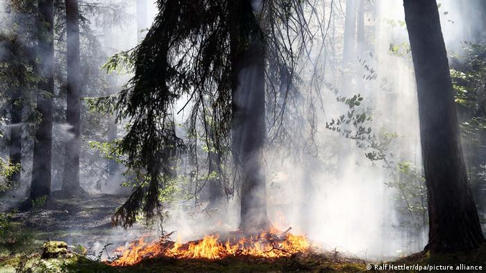 Deutschland Sommerhitze | Waldbrand bei Aschaffenburg