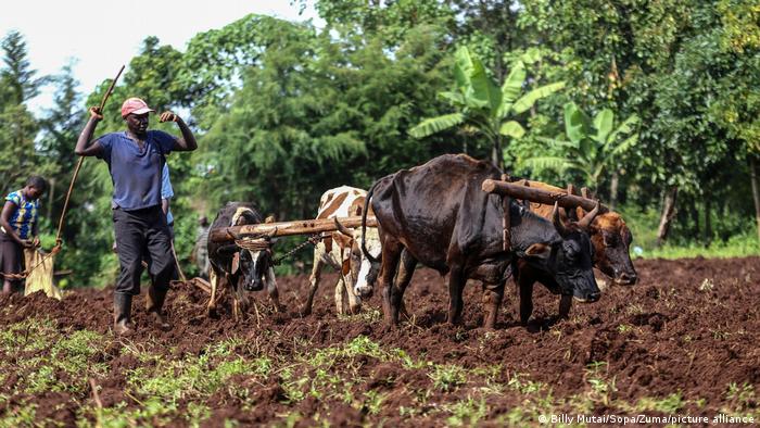 Farmers use oxen to plough their farm 