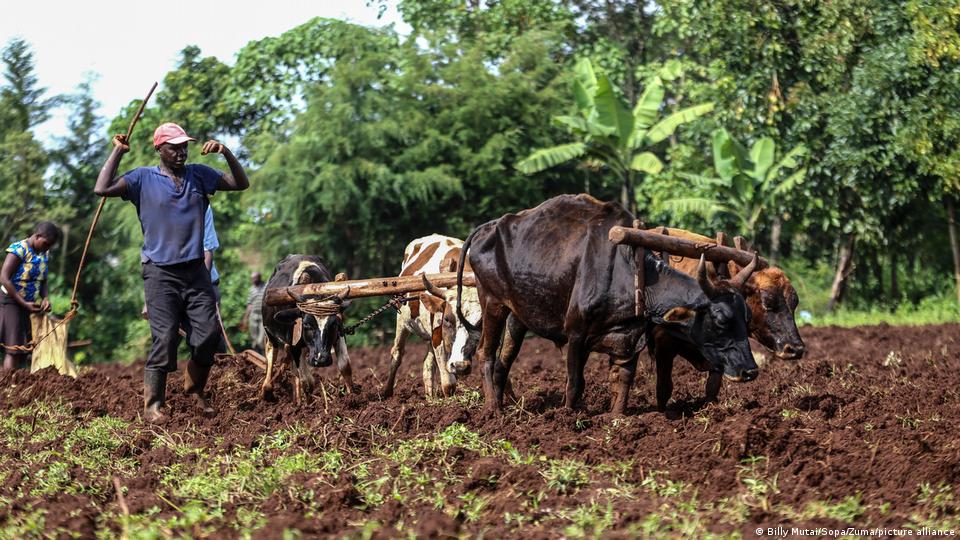 tobacco farming in kenya Kenyan farmers swap tobacco for beans
