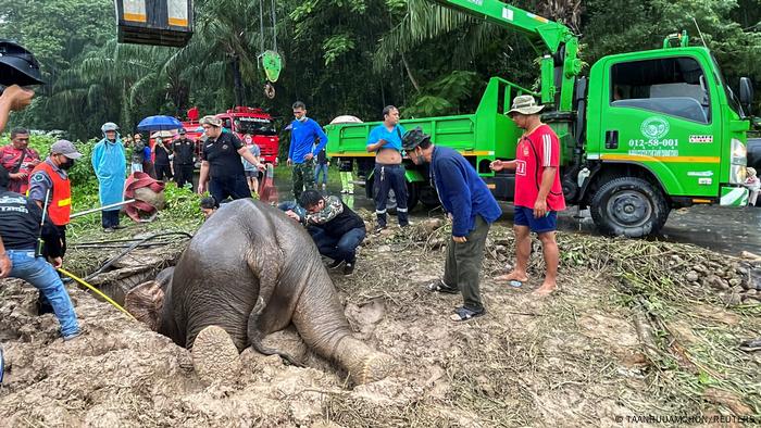 Mom elephant halfway into a manhole where her calf had already fallen