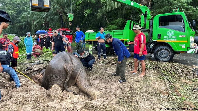 Thailand: Elephant mom and baby saved in dramatic rescue – DW – 07/14/2022