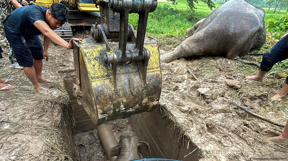 Wildlife using machinery to dig in the manhole and free the baby