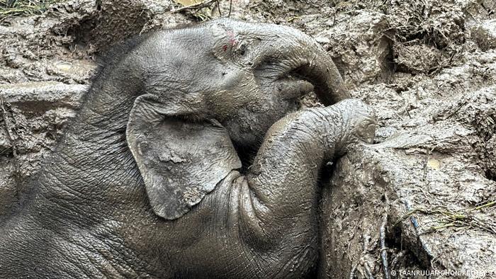 Thailand: Elephant mom and baby saved in dramatic rescue | News | DW - The  Nation Live News