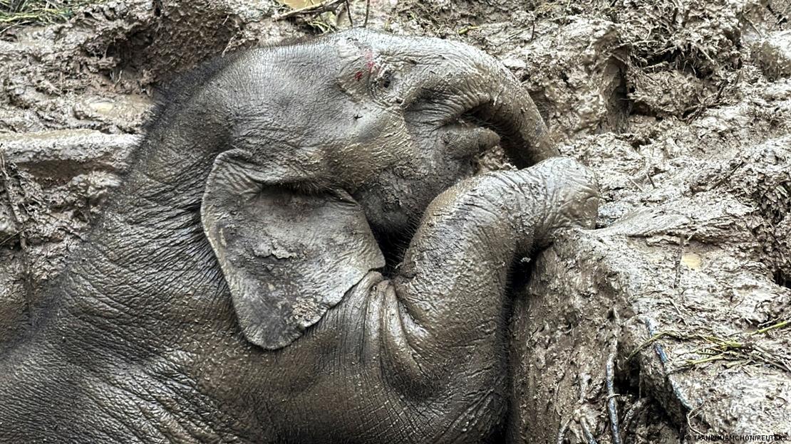 Thailand Khao Yai-Nationalpark Elefantenmutter und Kalb aus Gully gerettet