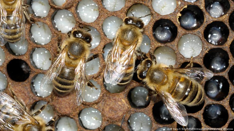 Amazing Planet: Bees weaponize heat against enemies and cooperate to keep cool | Environment | All topics from climate change to conservation | DW - Vimarsana News