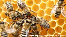 باحثون: النحل يعد من اليسار إلى اليمين