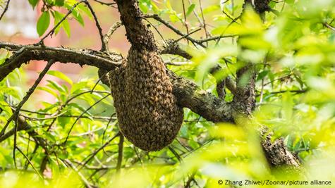 The Secrets of Beekeeping - Slow Food International