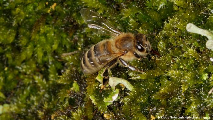 Honey bee on moss