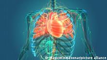 دراسة جديدة تفتح باب الأمل لعلاج أمراض القلب الوراثية 