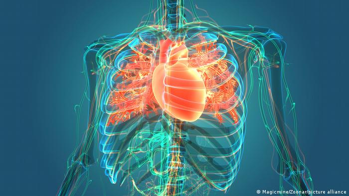 3D Illustration | Herzanatomie des menschlichen Kreislaufsystems