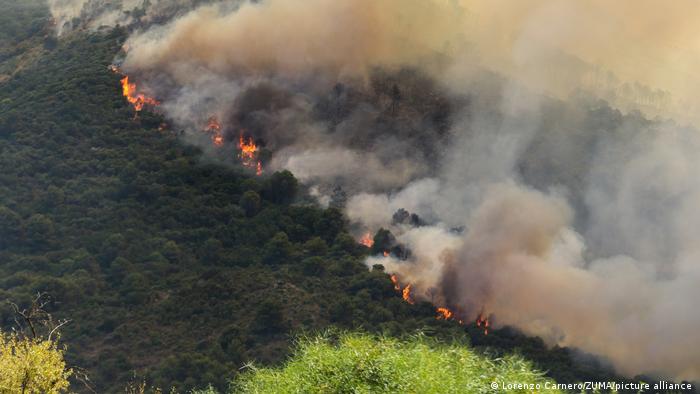 أجبر الحريق الذي اندلع في سييرا دي ميخاس السلطات الإسبانية على إخلاء 2300 شخص من منازلهم