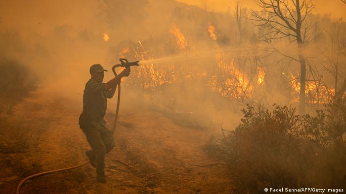 Marokko | Waldbrand nahe Ksar El Kebir